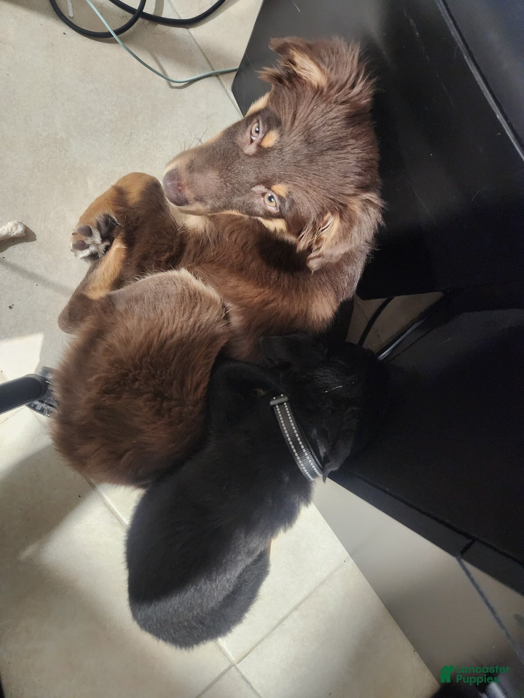 Australian Shepherd dogs for sale: Australian Shepherd Puppy 1 - Ad 2