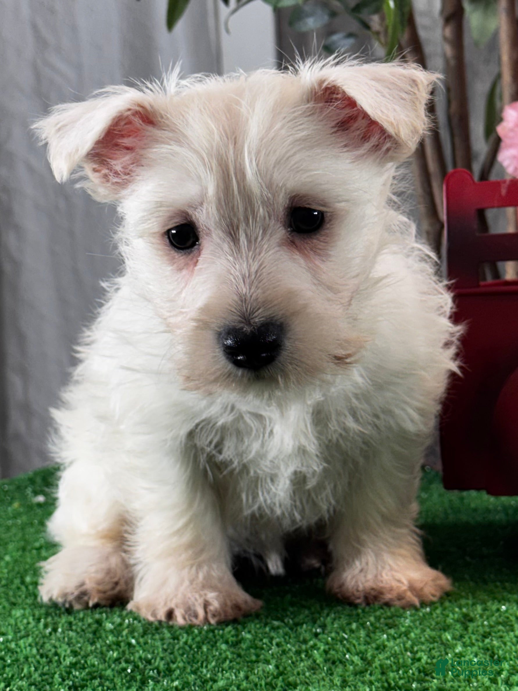 West Highland Terrier dogs Wanita - Ad 20
