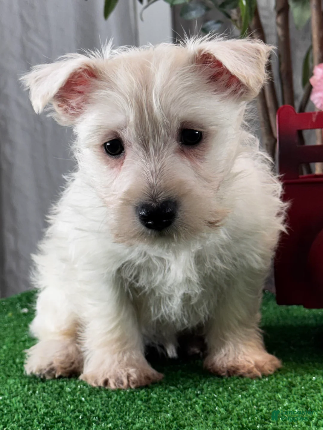 West Highland Terrier dogs for sale: Wanita - Ad 1