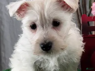 West Highland Terrier dogs Wanita - Ad 16