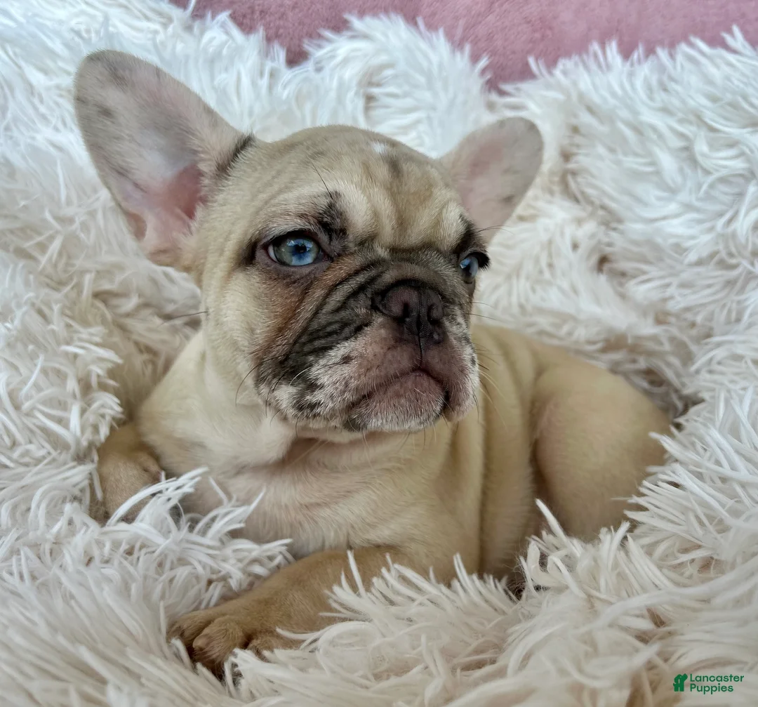 French Bulldog dogs for sale: Marshmallow - Ad 2