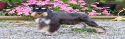 Miniature Schnauzer dogs for sale: Tina - Ad 6