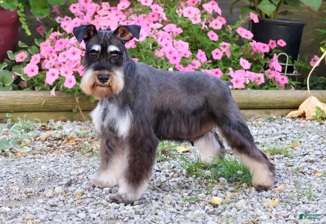 Miniature Schnauzer dogs for sale: Tina - Ad 6