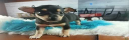 Chihuahua dogs for sale: Blk tan male B Hand Delivery  - Ad 6