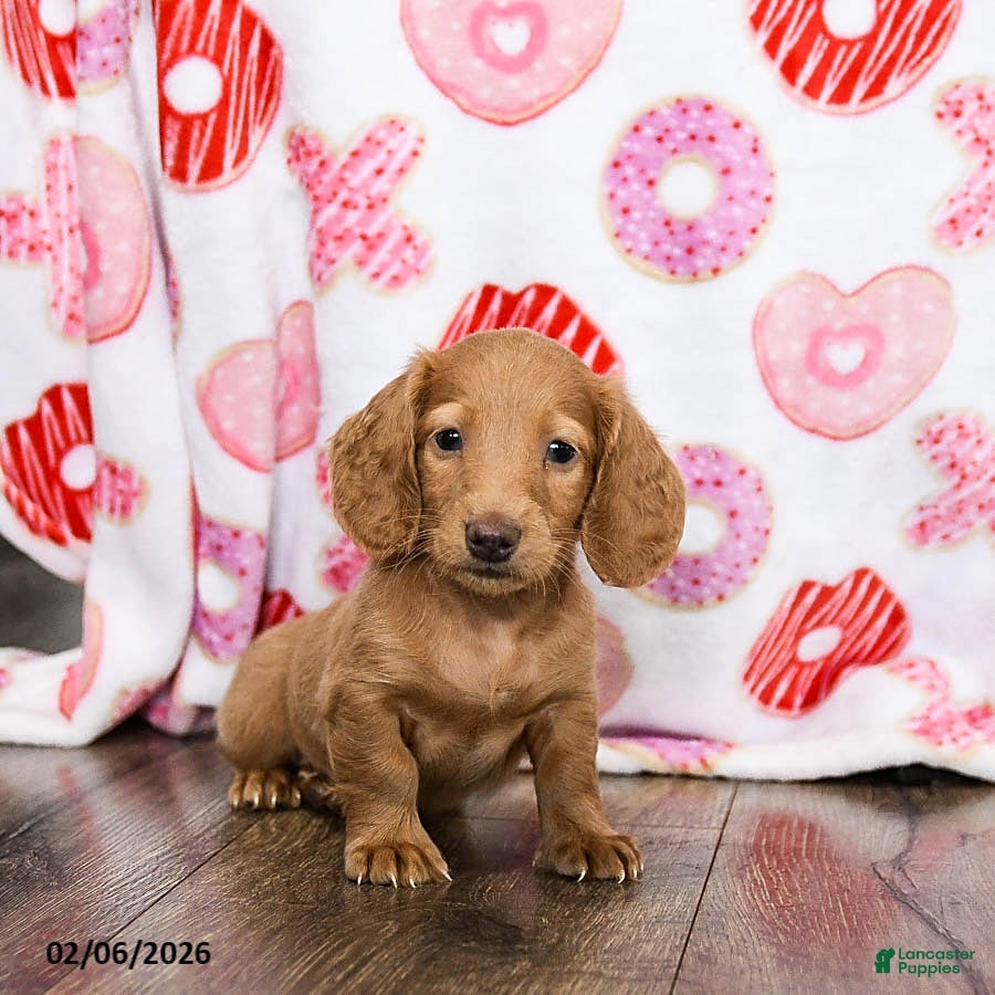 Miniature Dachshund dogs Otis - Ad 3
