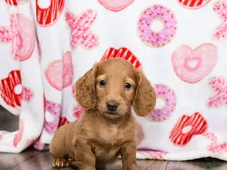 Miniature Dachshund dogs Otis - Ad 3