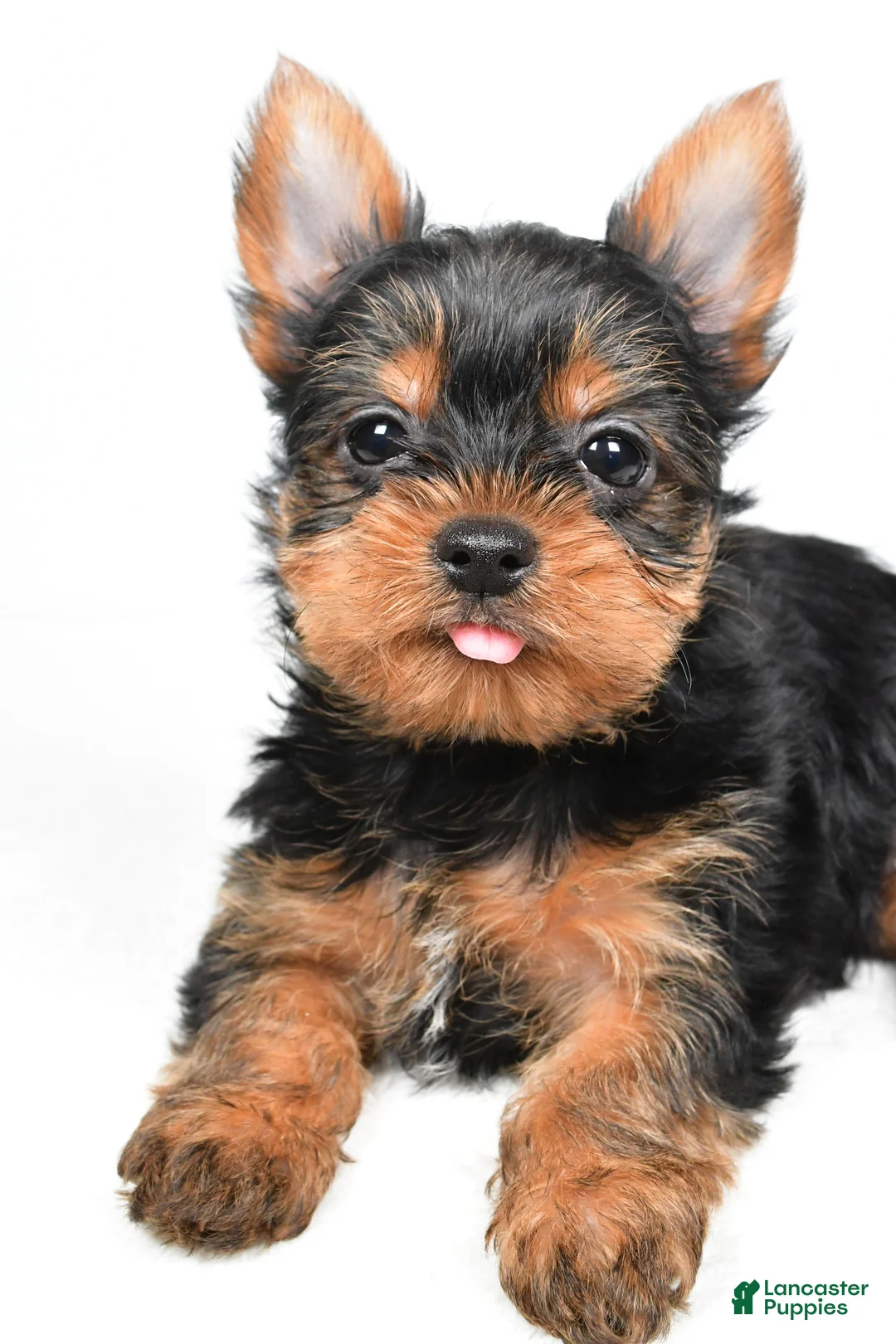 Yorkshire Terrier dogs for sale: Hannah - Ad 5