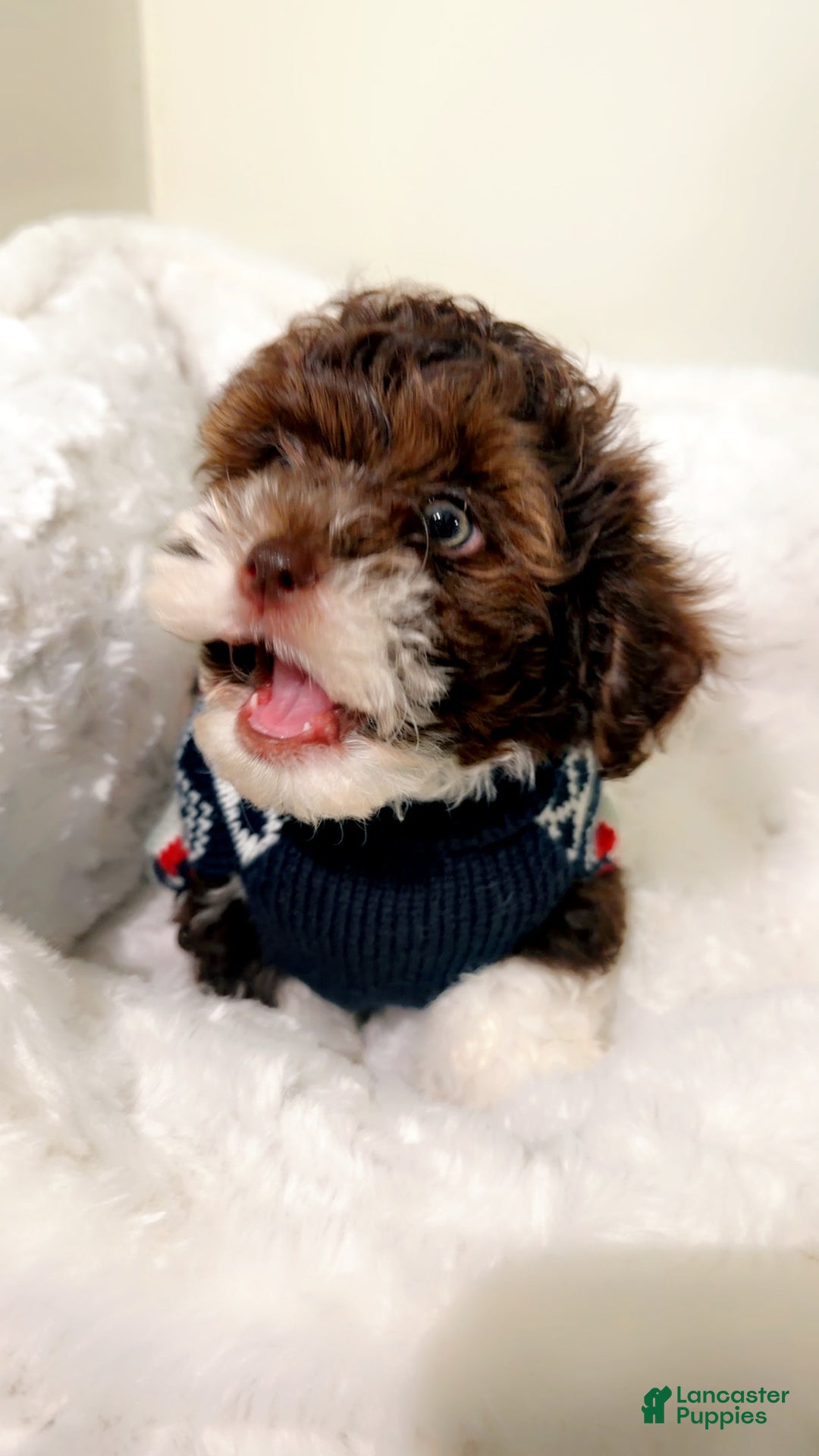 Shihpoo dogs for sale: Marley  - Ad 2