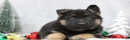German Shepherd dogs for sale: Avery - Ad 6