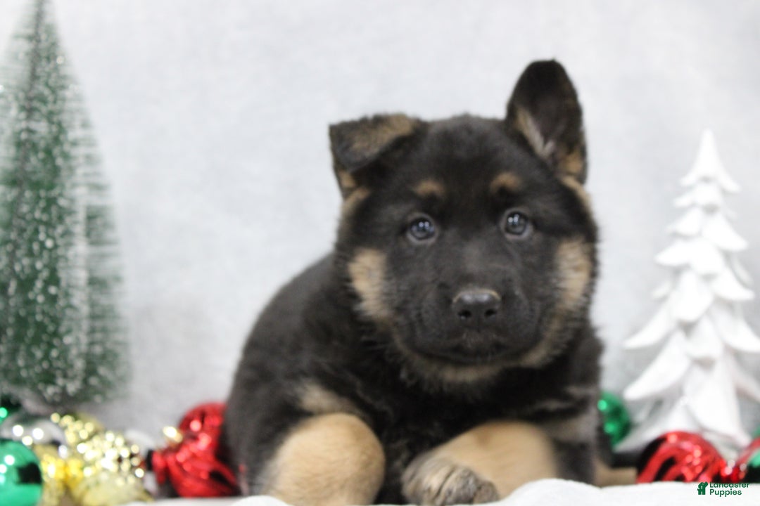German Shepherd dogs for sale: Avery - Ad 6