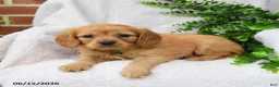 Miniature Golden Retriever dogs for sale: Ozzie - Ad 2