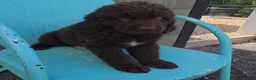 Newfoundland dogs for sale: Rose - Ad 4