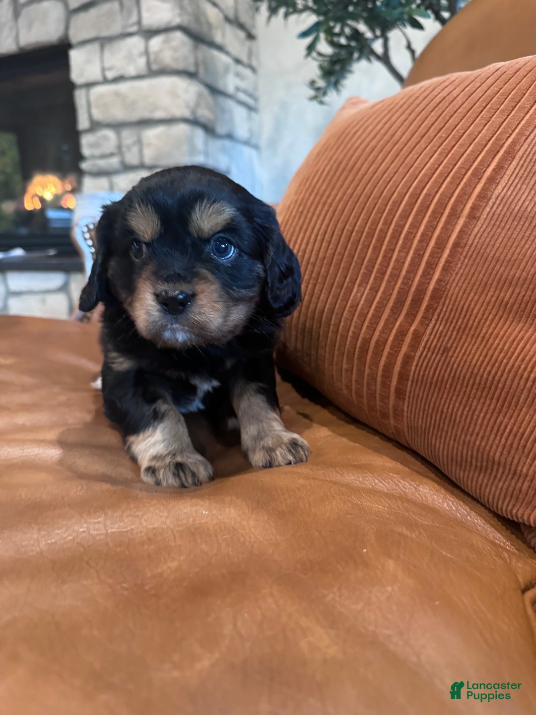 Mixed Breed dogs for sale: Mixed Breed Puppy 3 - Ad 2