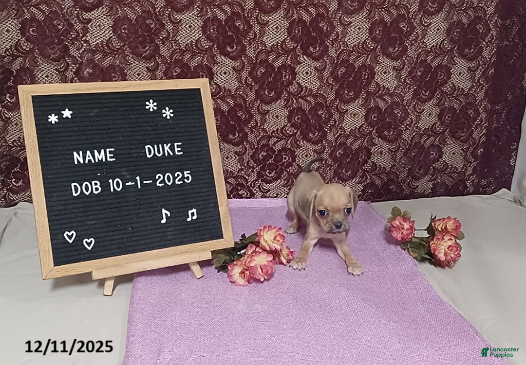 Puggle dogs for sale: Duke - Ad 1
