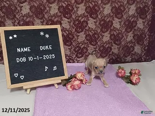 Puggle dogs Duke - Ad 10