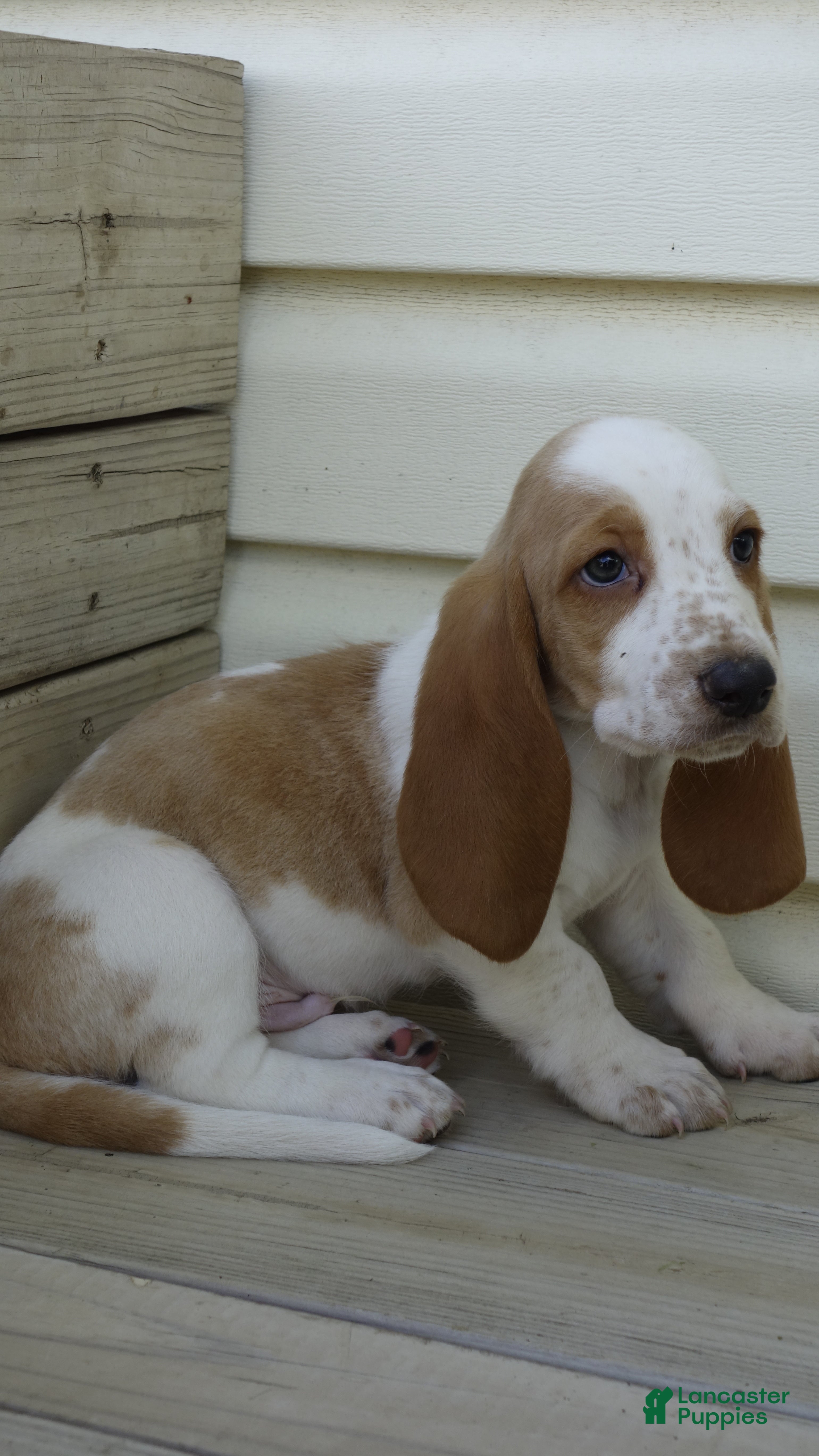 Basset Hound dogs Leo - Ad 2