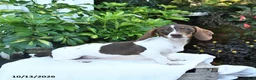 Miniature Dachshund dogs for sale: Bonnie - Ad 4