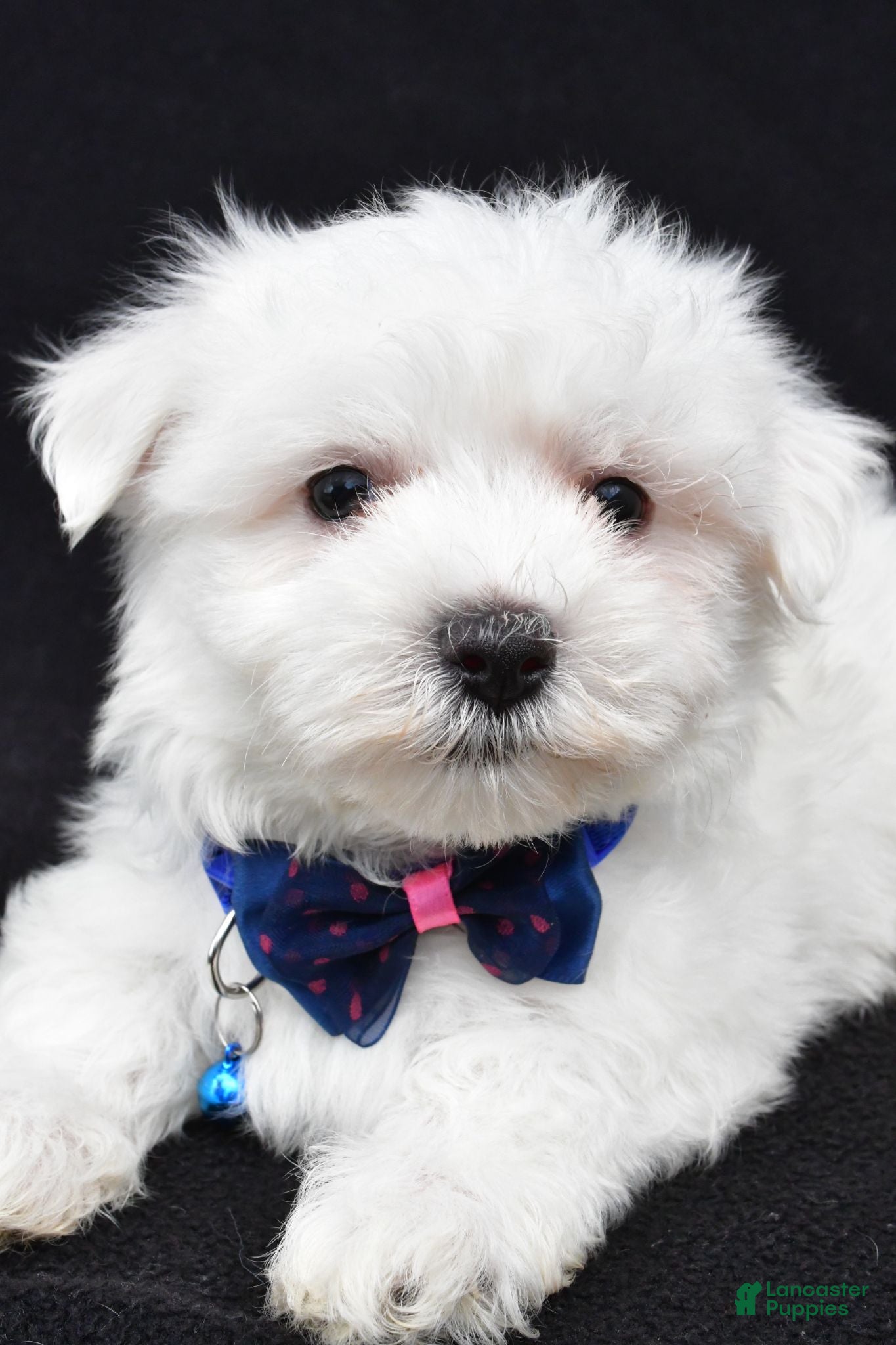 Maltese dogs Tom - Ad 2