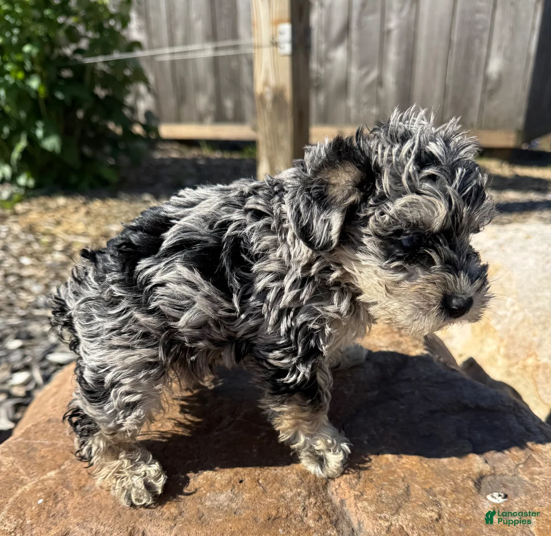 Schnoodle dogs for sale: Sasha - Ad 2