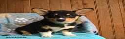 Welsh Corgi Pembroke dogs for sale: Blair - Ad 5