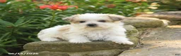 Morkie dogs for sale: Firefly - Ad 5