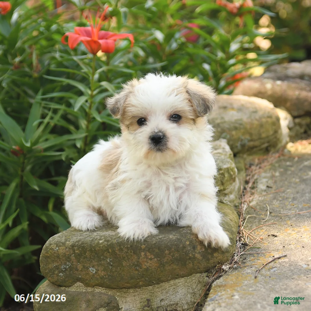 Morkie dogs for sale: Firefly - Ad 5