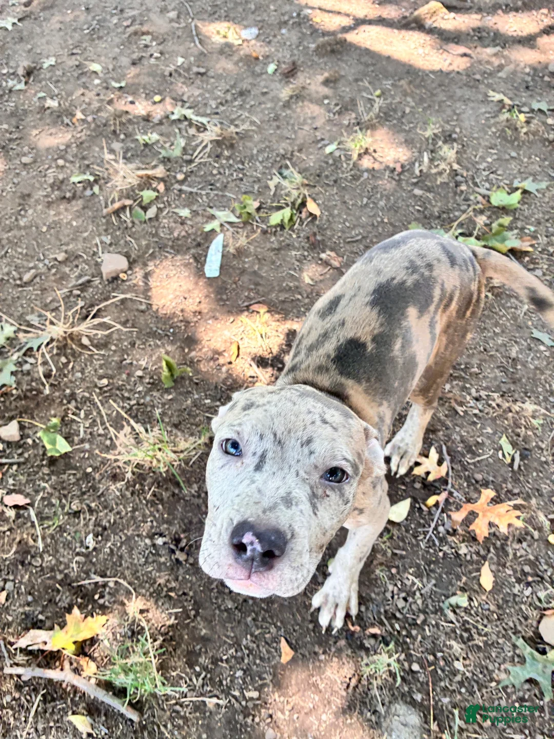 Mixed Breed dogs for sale: Mixed Breed 2 - Ad 2
