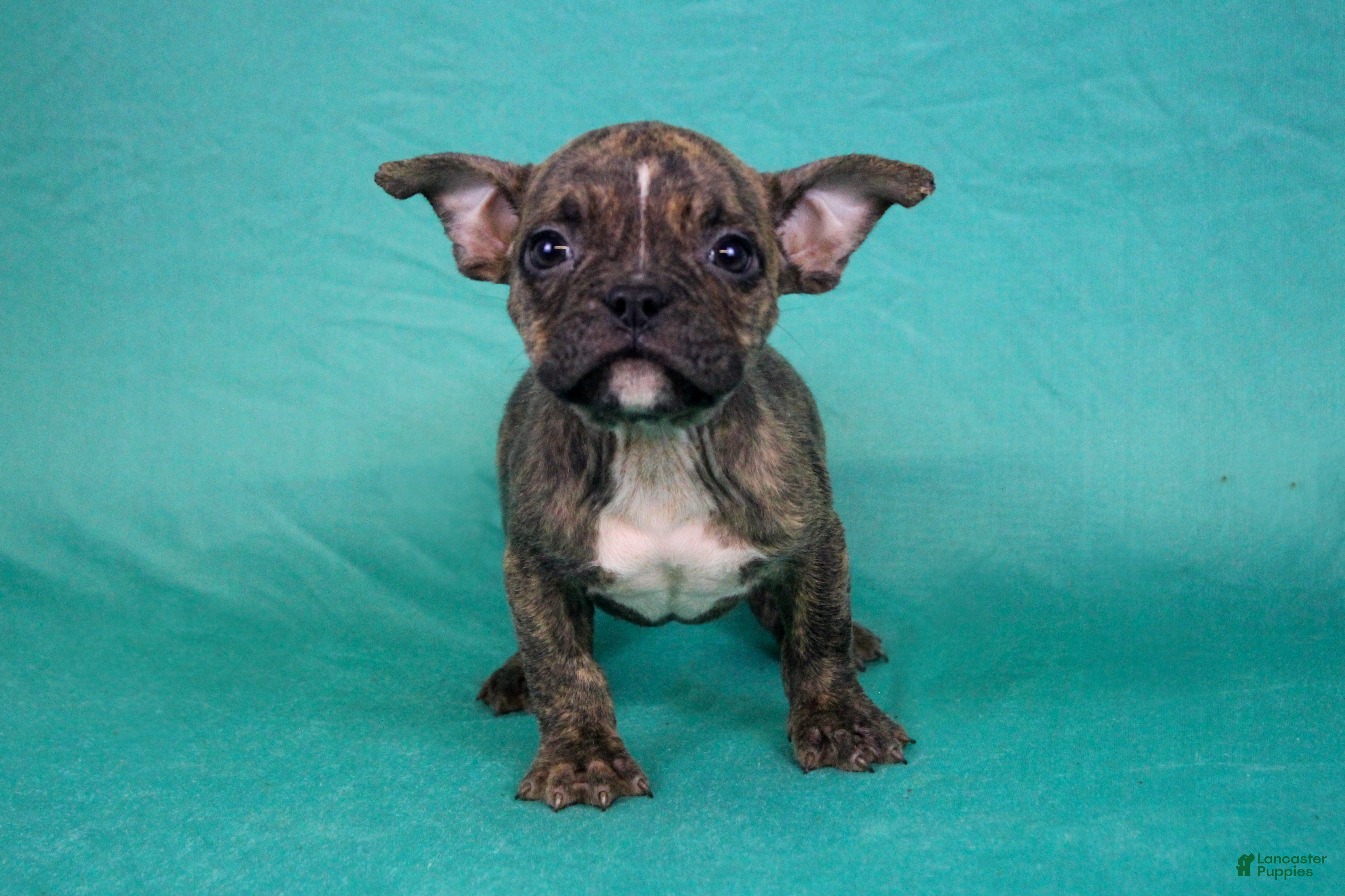 American Bully dogs Brindle Female - Ad 1