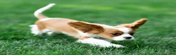 Cavalier King Charles Spaniel dogs for sale: Allen Cavalier King Charles Spaniel Puppy  - Ad 15