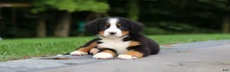 Bernese Mountain Dog dogs for sale: Josie - Ad 14