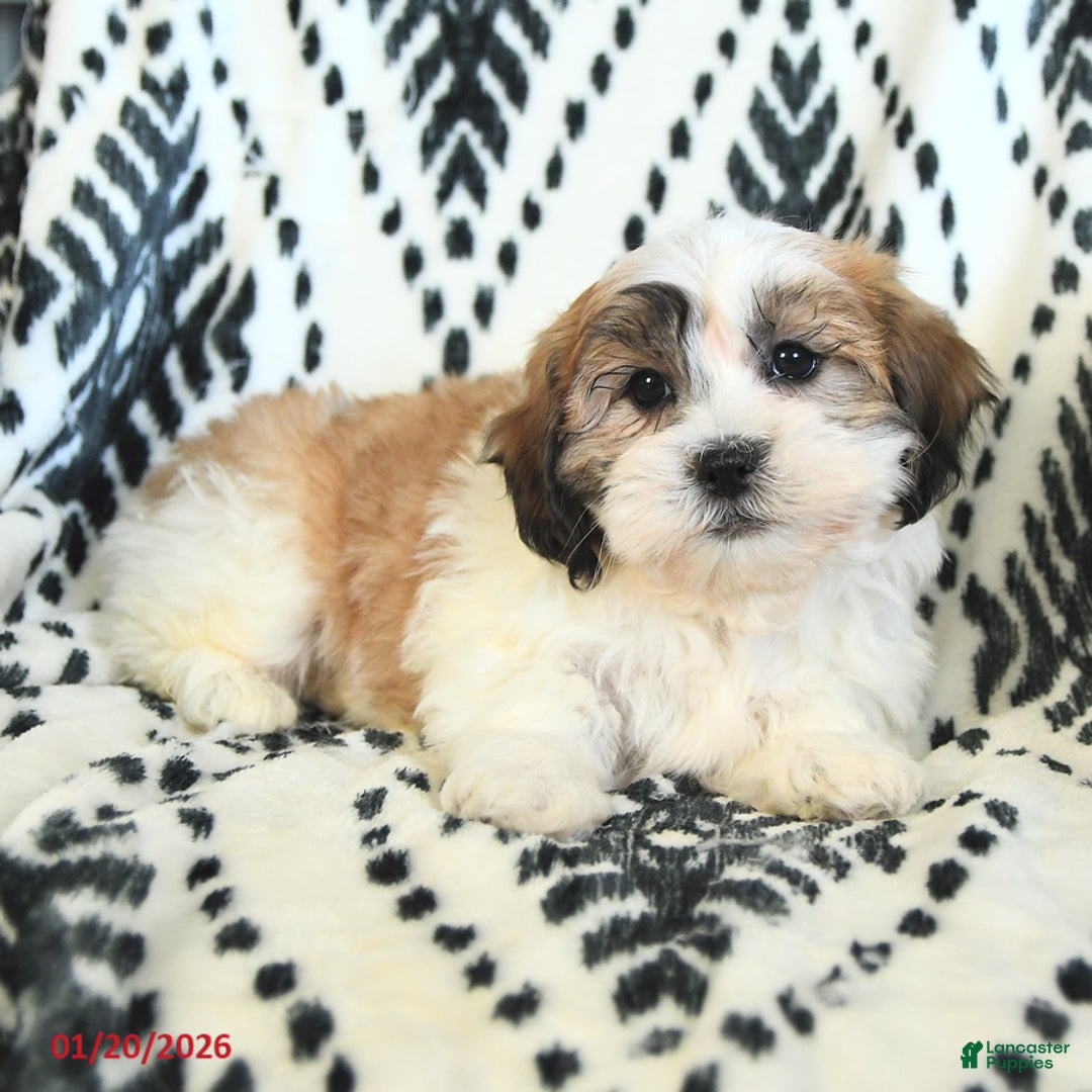 Teddy Bear dogs for sale: Riley - Ad 1