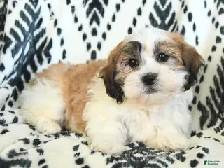 Teddy Bear dogs Riley - Ad 23