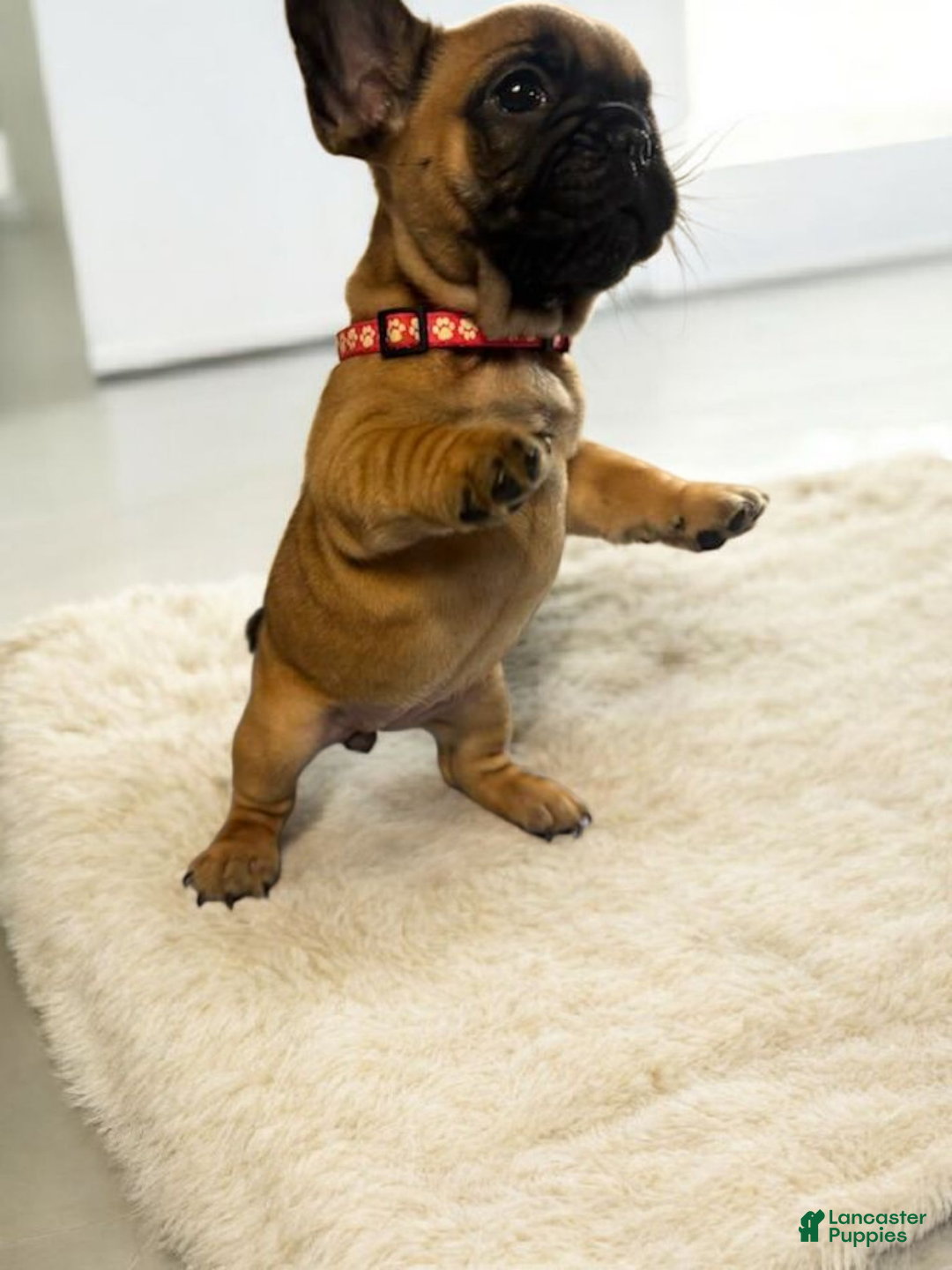 French Bulldog dogs for sale: French Bulldog Lucy - Ad 4