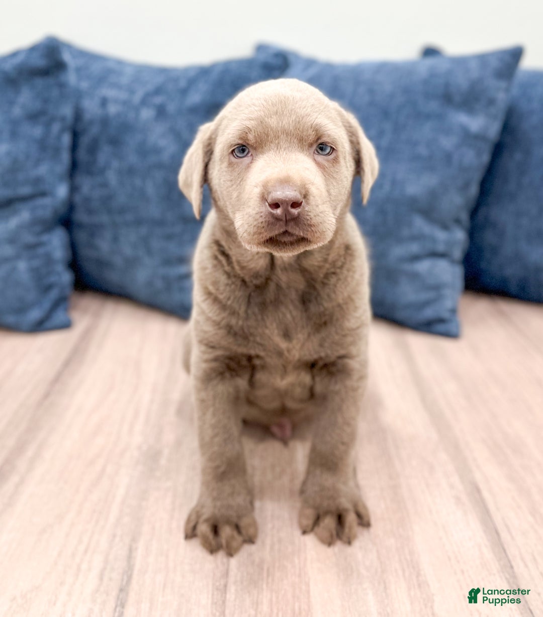Labrador Retriever dogs for sale: Shadow - Ad 2