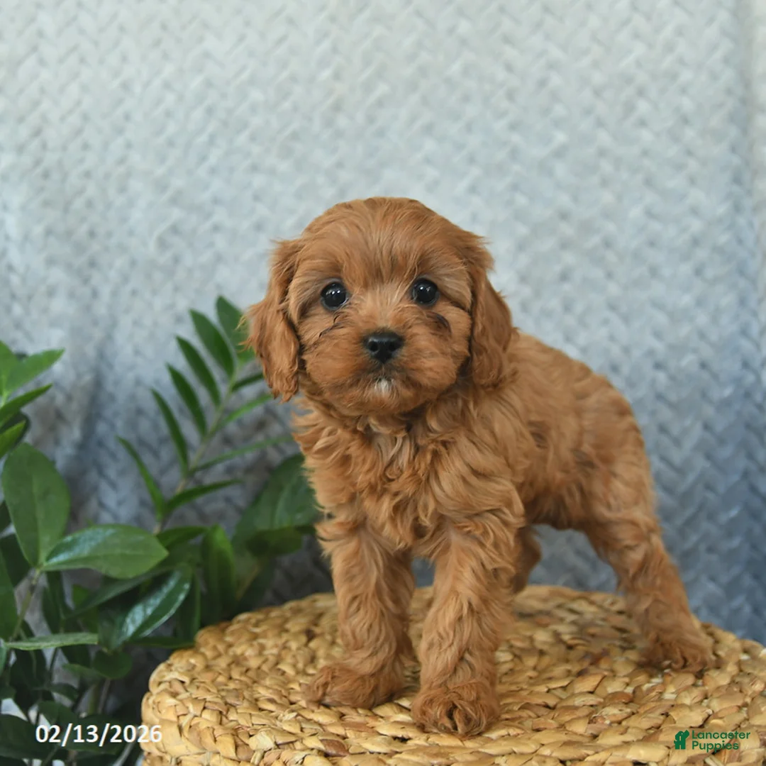 Cavapoo dogs for sale: Magic  - Ad 3
