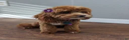 Cavapoo dogs for sale: Cavapoo 2 - Ad 8