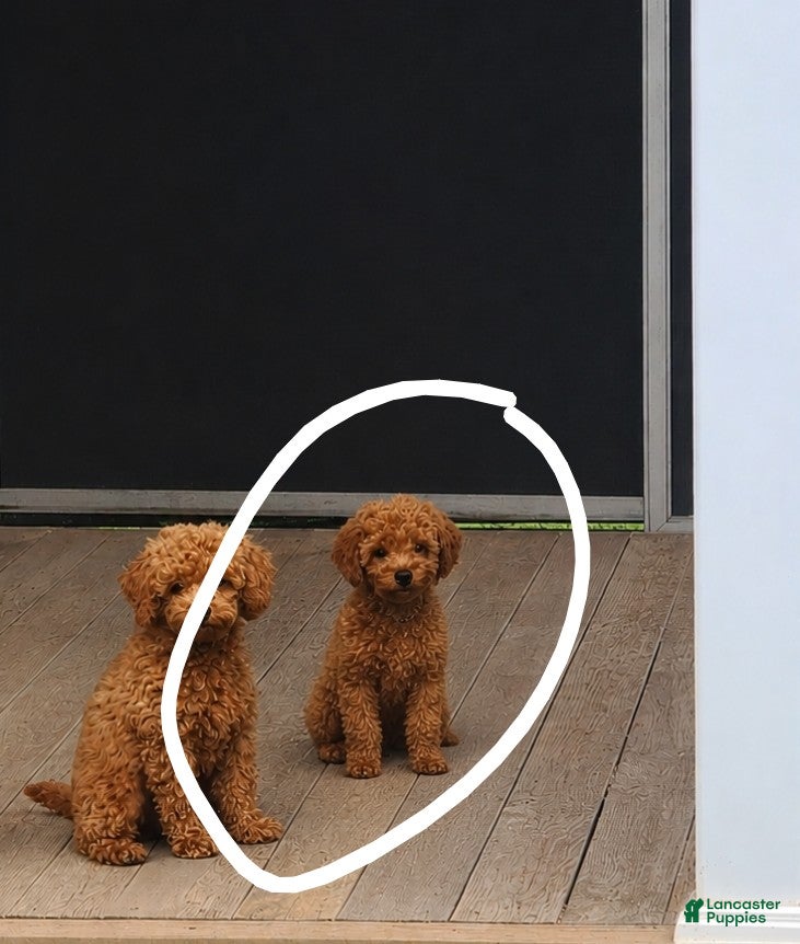 Mini Goldendoodle dogs Max orange collar - Ad 2
