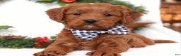 Cavapoo dogs for sale: Corbin - Ad 9