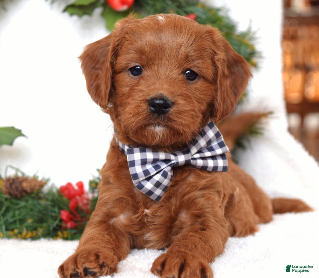 Cavapoo dogs for sale: Corbin - Ad 9