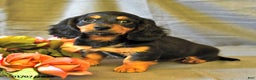 Miniature Dachshund dogs for sale: Flora    - Ad 4