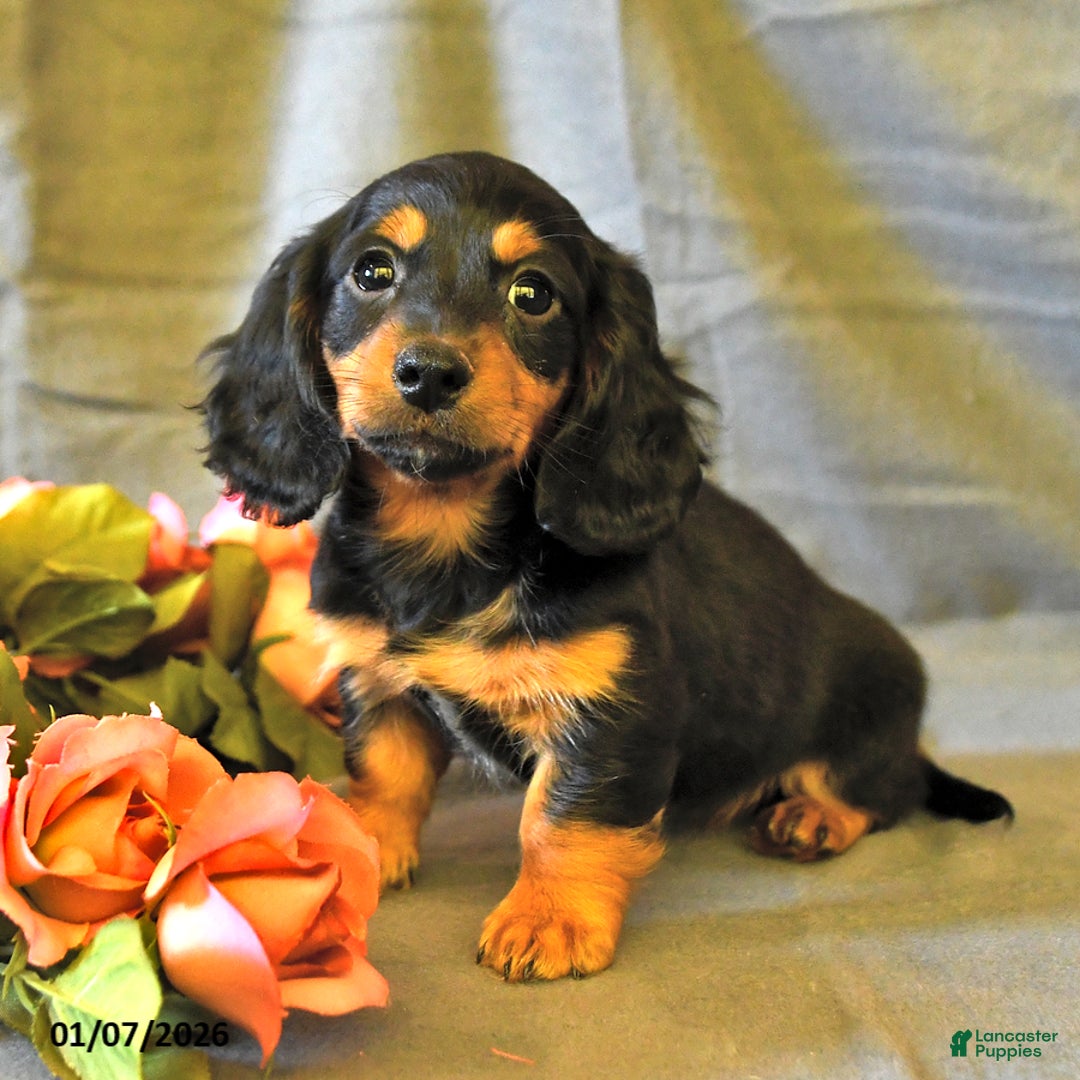 Miniature Dachshund dogs for sale: Flora    - Ad 4
