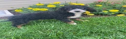 Mini Bernedoodle dogs for sale: Kandy - Ad 2