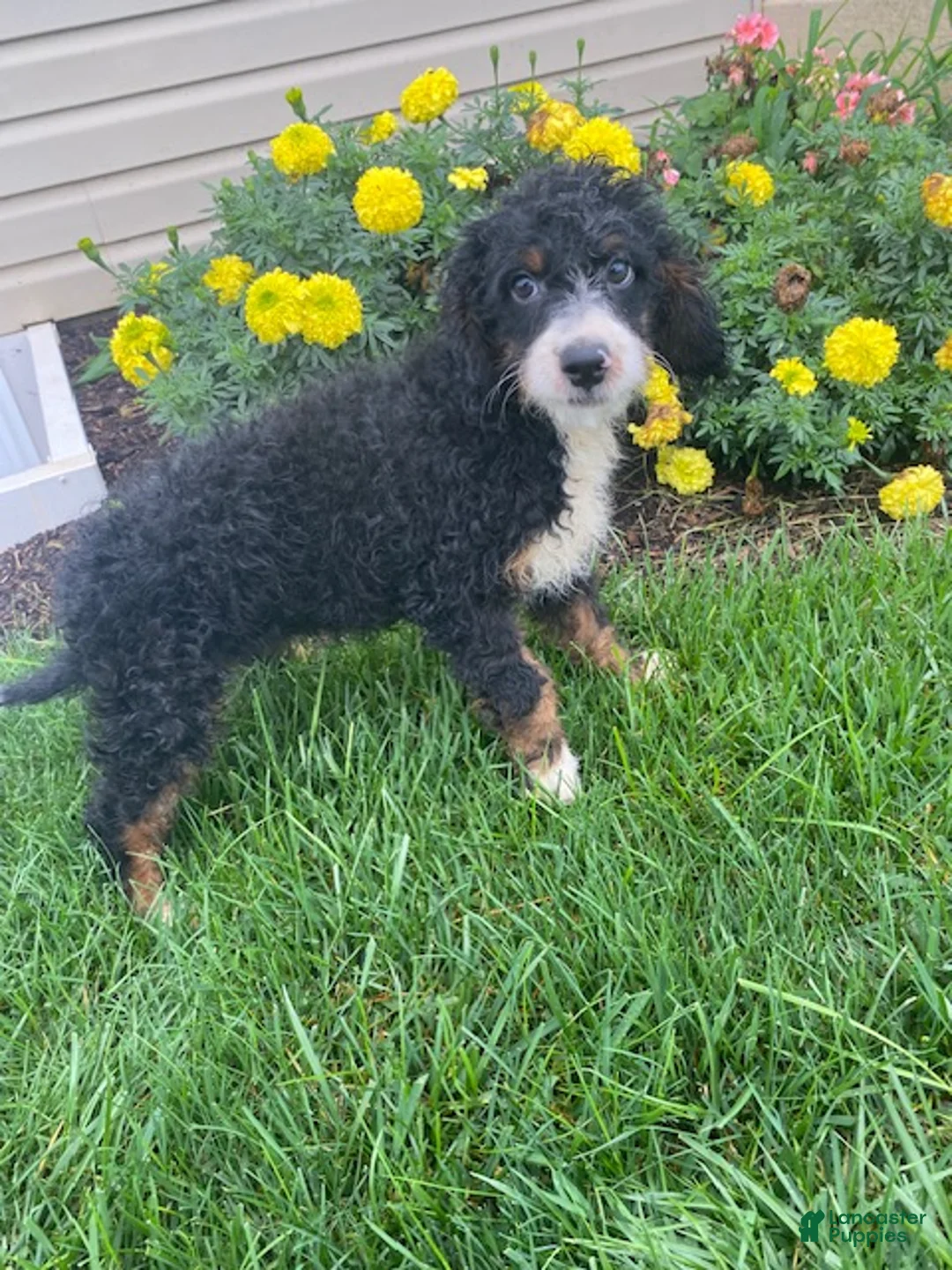 Mini Bernedoodle dogs for sale: Kandy - Ad 2