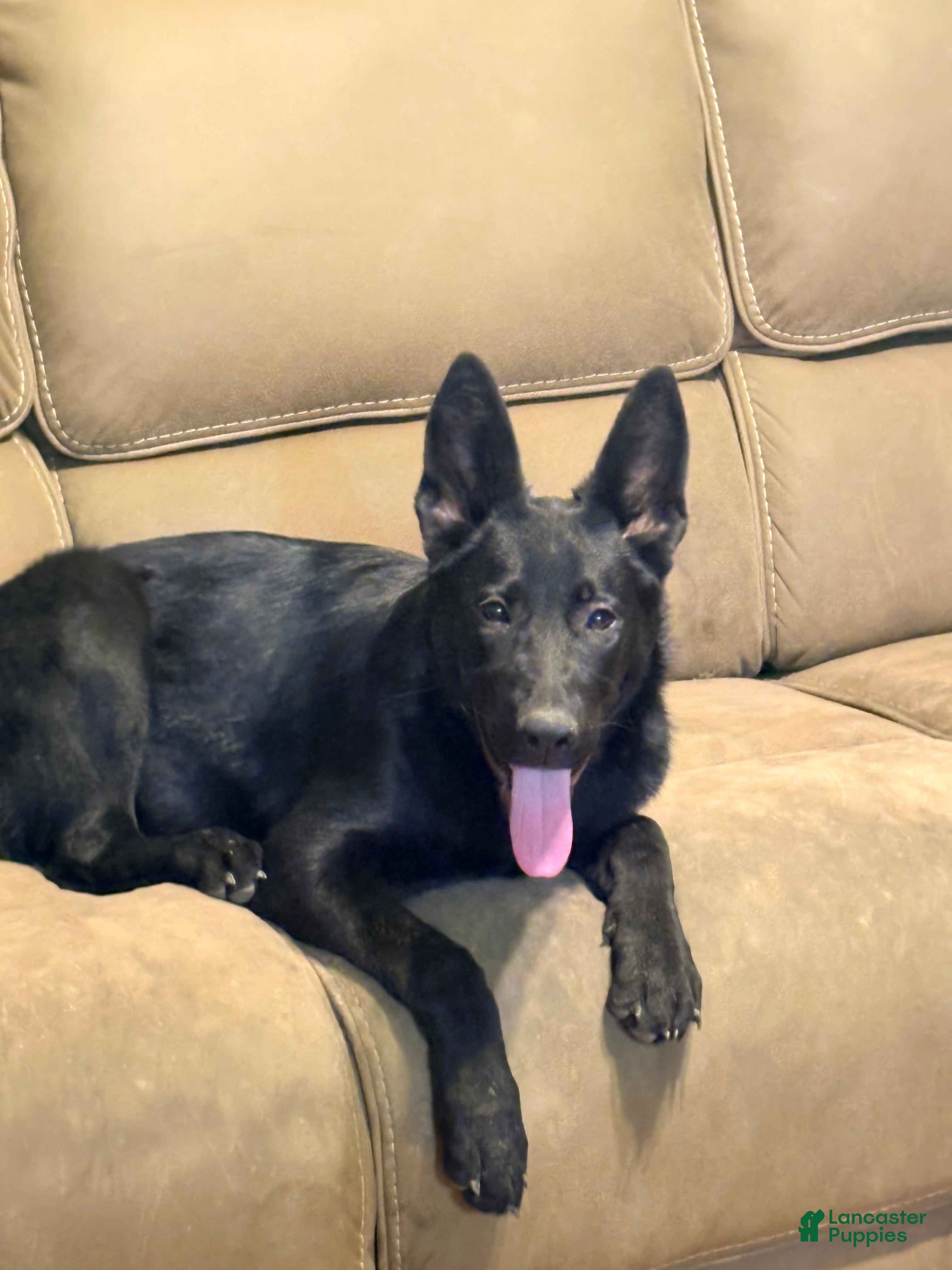 German Shepherd dogs Brown Collar  - Ad 2