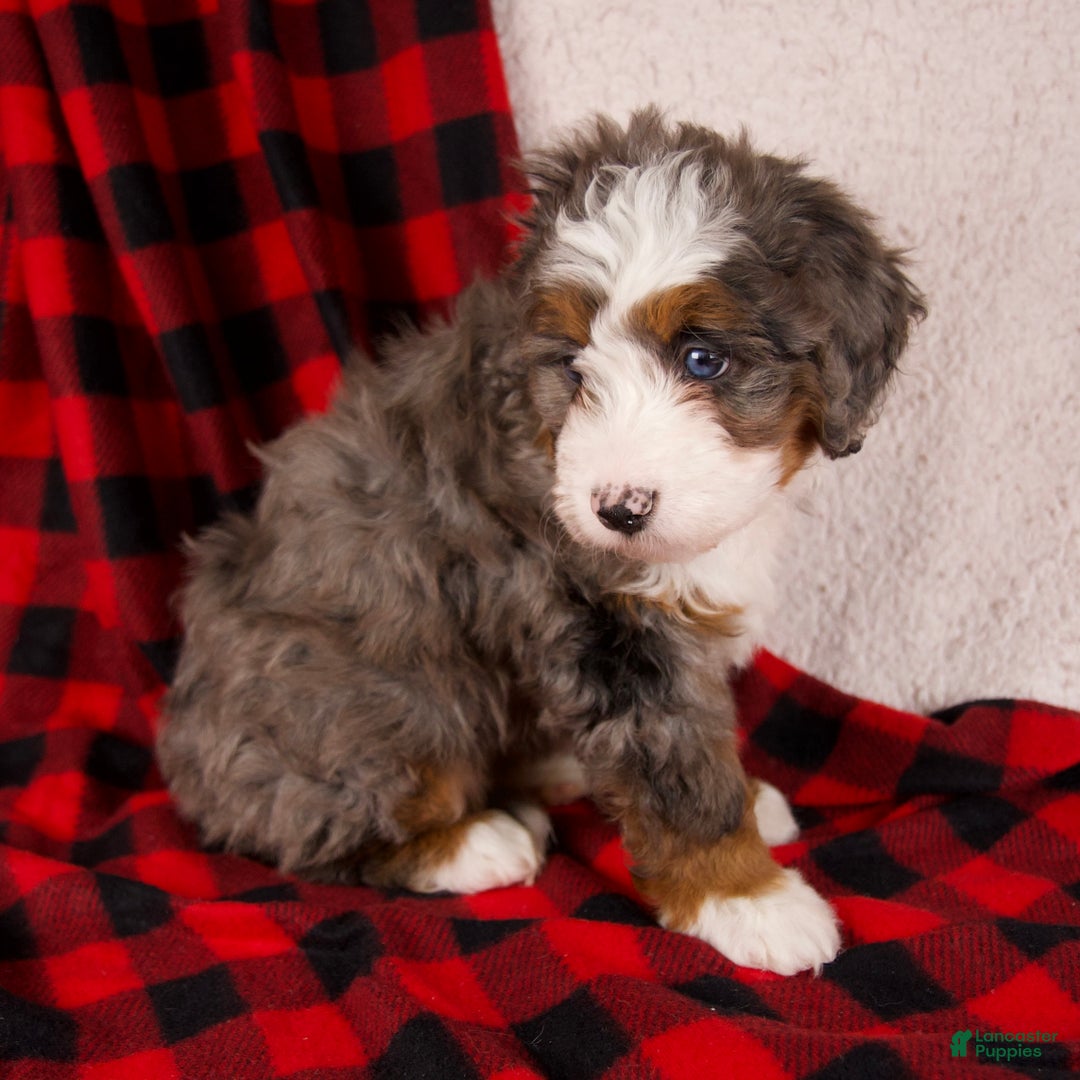 Mini Bernedoodle dogs for sale: Glory Girl *Potty Training* - Ad 6