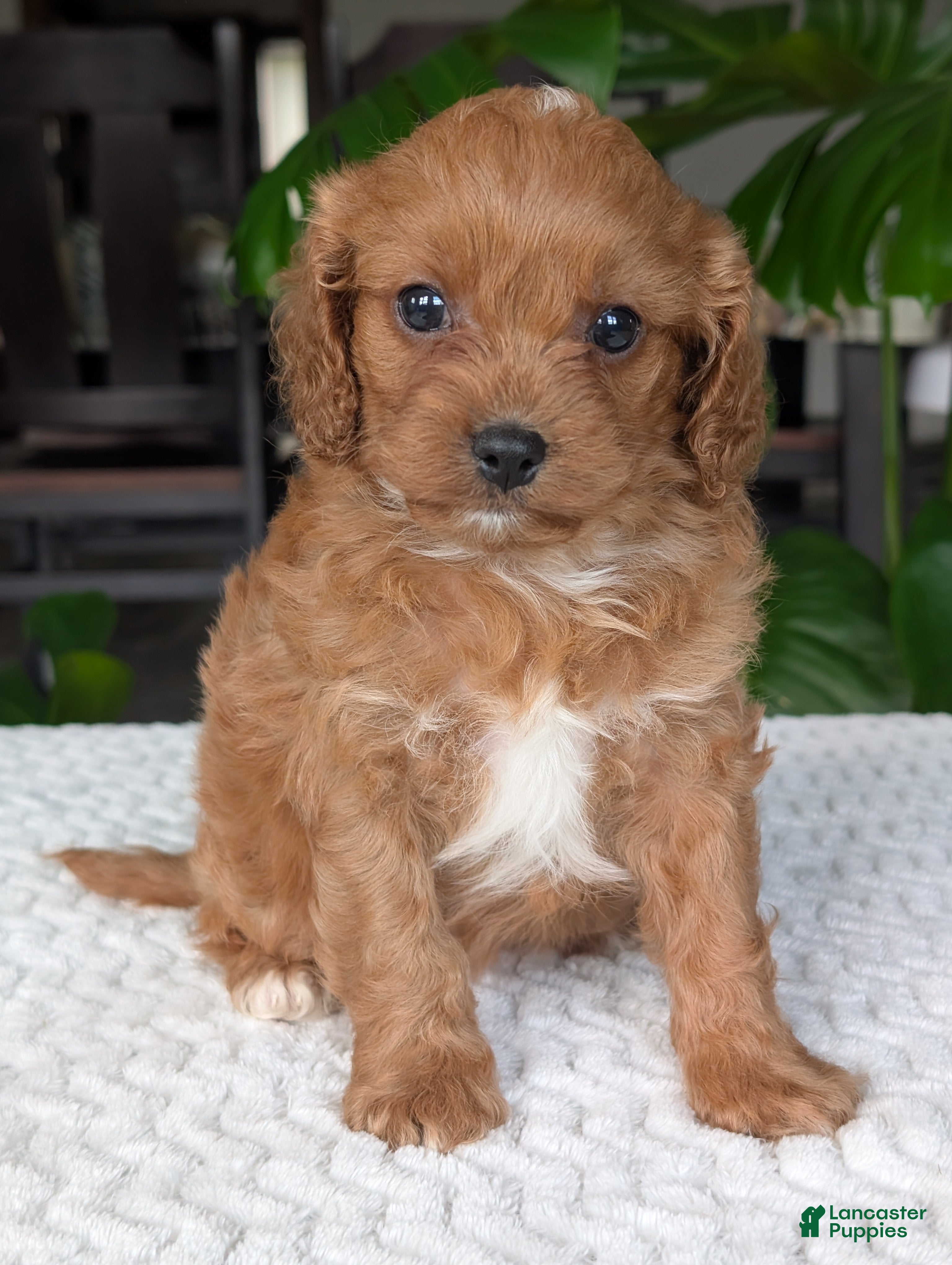 Cavapoo dogs Ellie - Ad 1
