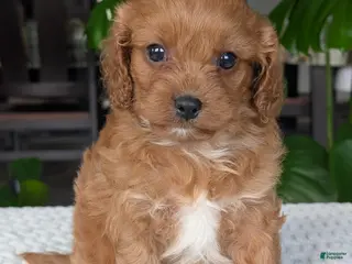 Cavapoo dogs for sale: Ellie - Ad 2