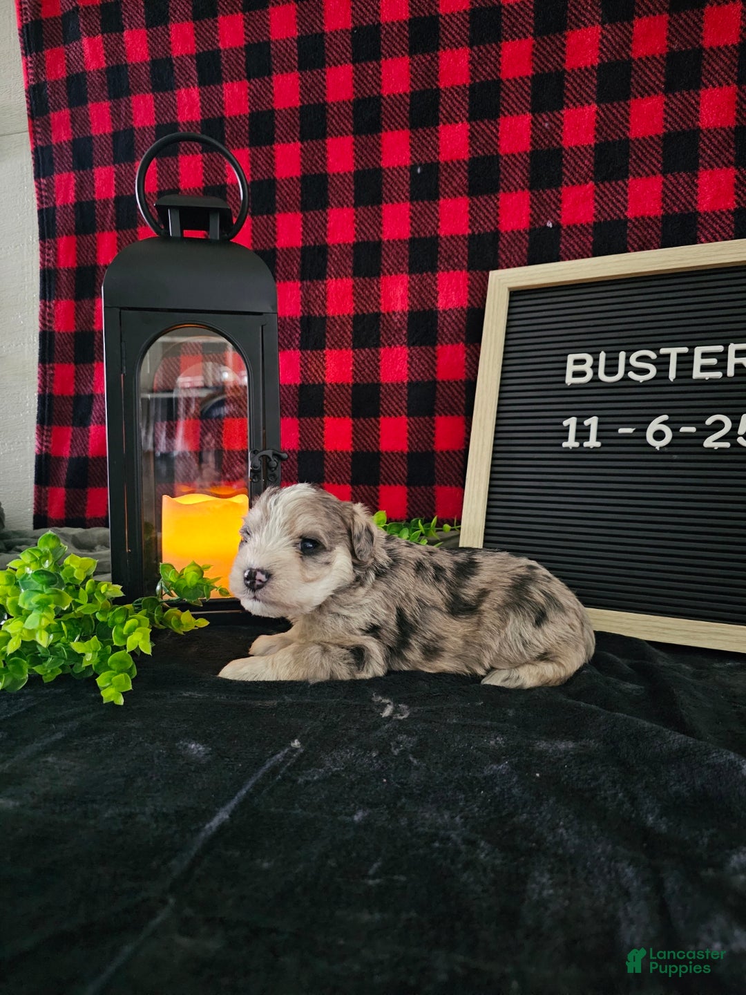 Miniature Schnauzer dogs for sale: Buster - Ad 3