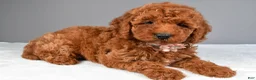 Miniature Poodle dogs for sale: Cloe - Ad 3