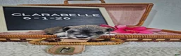 Miniature Schnauzer dogs for sale: Clarabelle - Ad 3